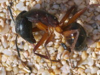 Camponotus sp.  5854