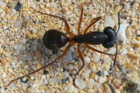 Camponotus sp.  5855