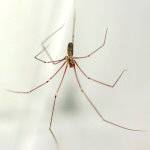 Pholcus phalangioides, male  5865