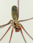 Pholcus phalangioides, male  5866