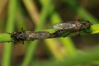 Asilidae sp., mating  5868