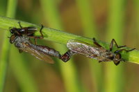 Asilidae sp., mating  5869