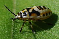 Eurydema ornata, larva (L5)  5870