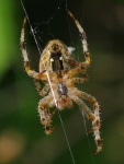 Araneus diadematus, weiblich  5884
