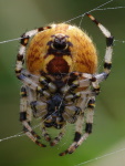Araneus quadratus, weiblich  5886