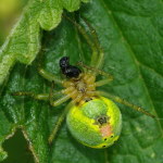 Araniella sp., female  5888