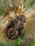 Sciocoris sp., larva  5903