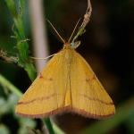Lythria purpuraria, männlich  5920