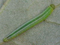 Symphyta sp., larva  5926