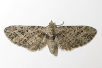 Eupithecia exiguata  5938