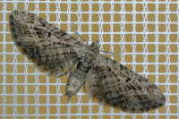 Eupithecia exiguata  5941