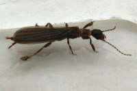 Haploembia solieri/Oligotoma saundersii, male  5957