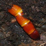 Elateridae sp., larva  6018