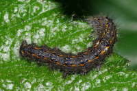Poecilocampa populi, caterpillar  6022