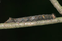 Allophyes oxyacanthae, caterpillar  6049