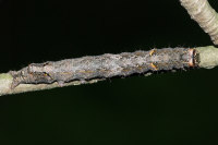 Allophyes oxyacanthae, caterpillar  6050