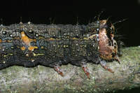 Allophyes oxyacanthae, caterpillar  6051