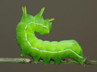 Asteroscopus sphinx, caterpillar  6052