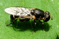 Syritta pipiens, female  605
