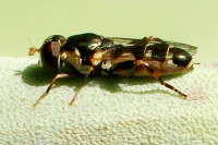 Syritta pipiens, female  606