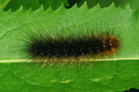 Arctia caja, caterpillar  6083