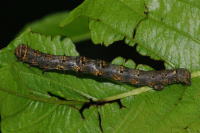 Phigalia pilosaria, Raupe  6086