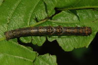 Phigalia pilosaria, Raupe  6087