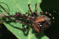Araneus angulatus, female  6108