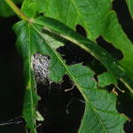 Araneus angulatus  6110