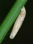 cf. Coleophoridae sp.