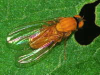 Agathomyia wankowiczi  6114