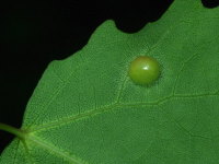 Harmandiola cavernosa, plant gall  6159