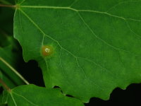 Harmandiola cavernosa, plant gall  6160