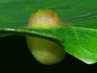 Harmandiola cavernosa, plant gall  6161