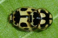 Propylea quatuordecimpunctata, mating  6207