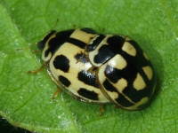 Propylea quatuordecimpunctata, mating  6208