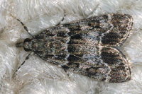 Eudonia mercurella  6251