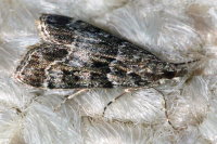 Eudonia mercurella  6252