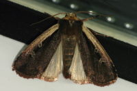 Ochropleura plecta  6257