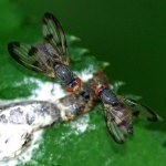 Palloptera umbellatarum