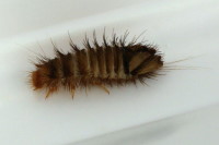 Anthrenus sp., larva  6287