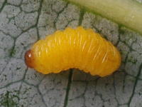 Archarius crux/salicivorus, larva  6290