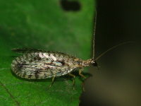 Micromus variegatus  6293