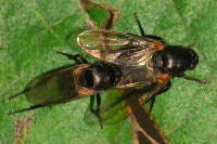 Phoridae sp.  6333