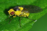 Phytoliriomyza melampyga  6340