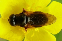 Cheilosia sp., female  634