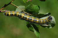Phalera bucephala, caterpillar  6365