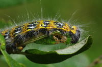 Phalera bucephala, Raupe  6366