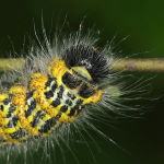 Phalera bucephala, caterpillar  6367