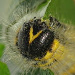 Phalera bucephala, Raupe  6368
